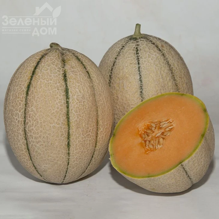 Массимо F1 / Massimo F1, 75-85 дней фото 1