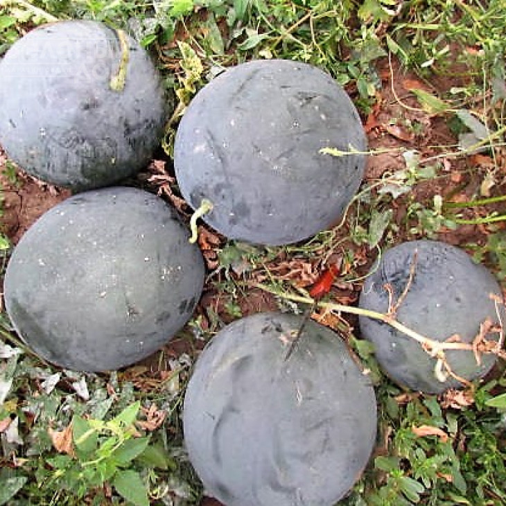 ЛС 1545 F1 / LS 1545 F1,62-65 днів фото 2