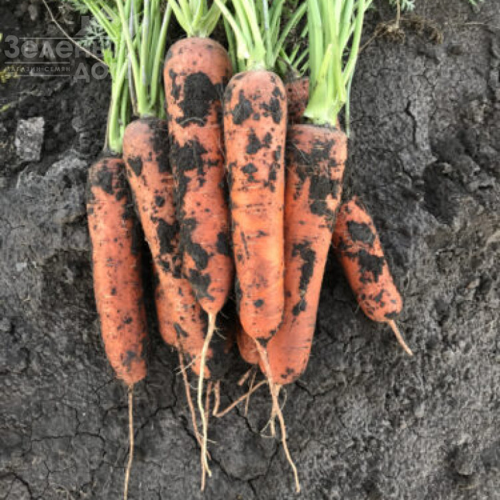 Тітан F1 / Titan F1,90 днів фото 5