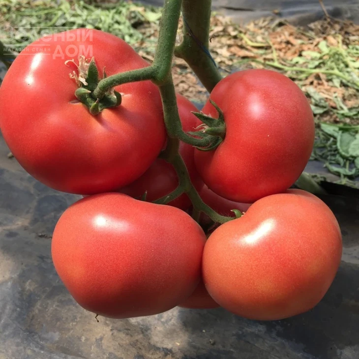 Пинк Кристал F1 / Pink Kristal F1,70 дней фото 4