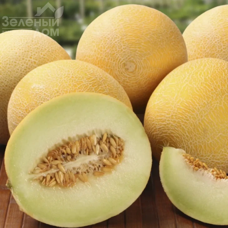 Галанет F1 / Galanet F1 фото 1