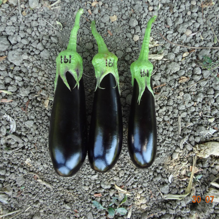 Караєфе F1 / Karaefe F1 фото 1