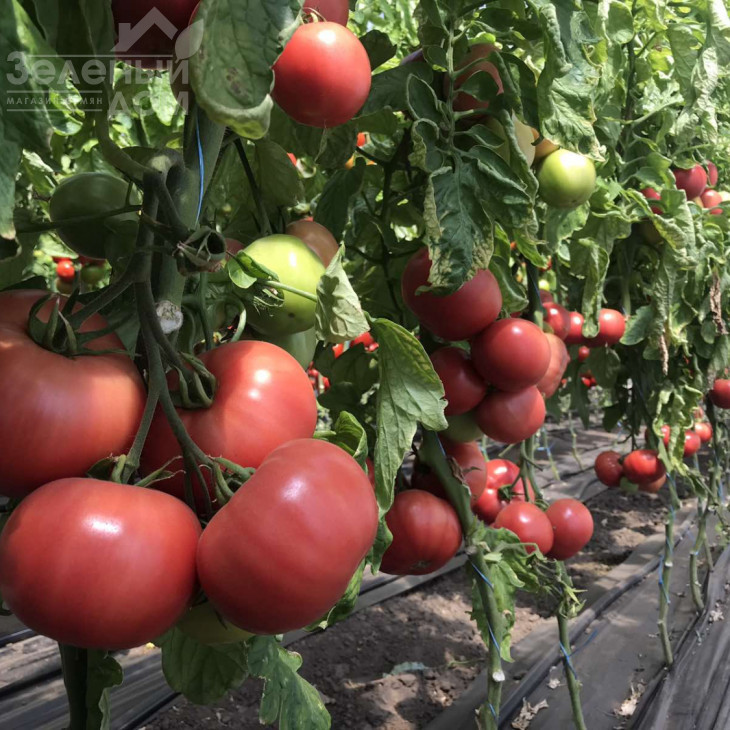 Пінк Клер F1  (HTP-11) / Pink Claire F1  (HTP-11),105-115 днів фото 4