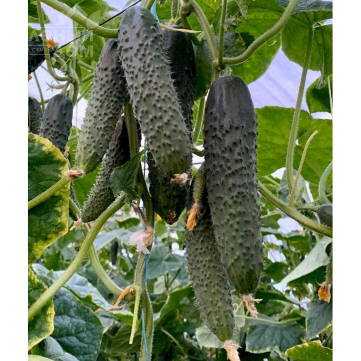 Прімеро F1 / Primero F1 фото 1