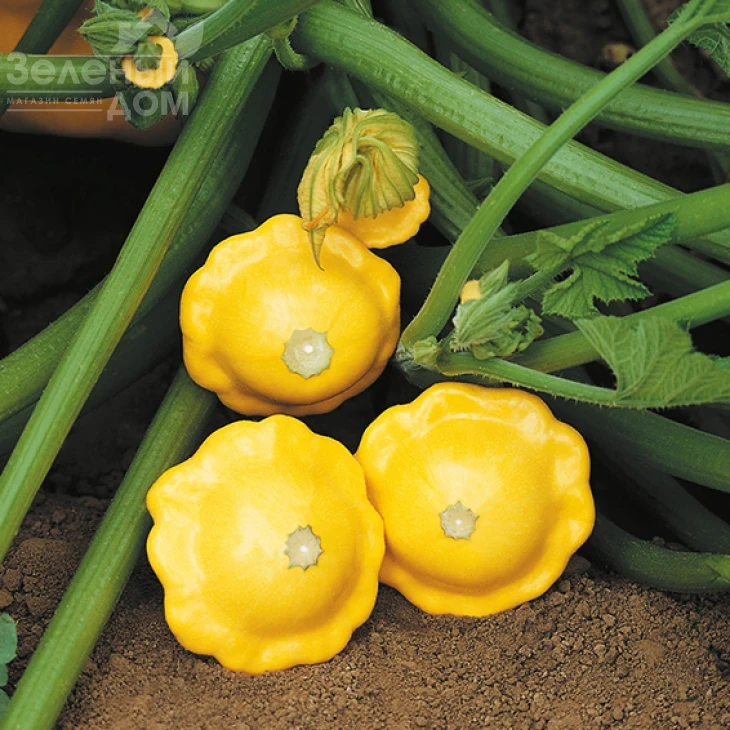 Санбурст F1 / Sunburst F1,45-70 дней фото 1