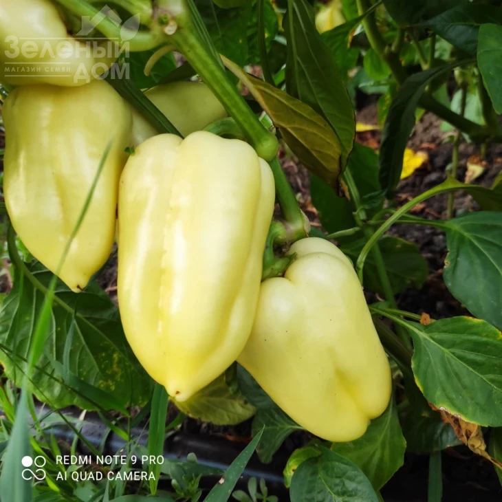 Алексий / Aleksiy,110-115 дней фото 2