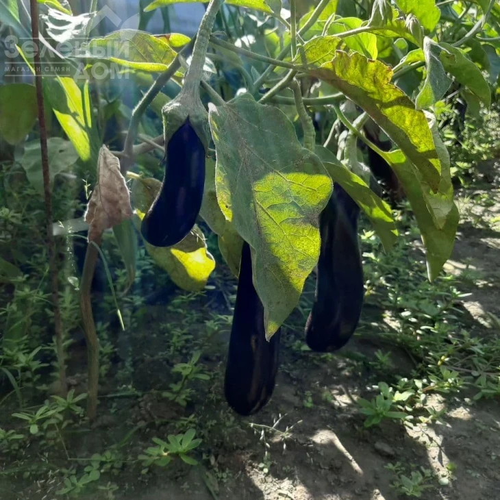 Каранта F1 / Karanta F1,60-65 дней фото 2