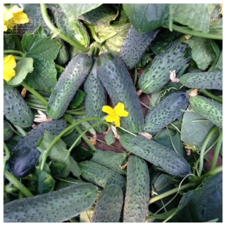 Сертел F1 / Sertel F1,40-45 дней фото 1