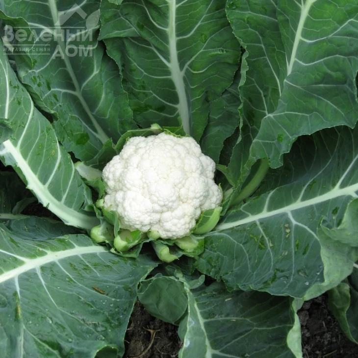 Майбах F1 / Maybah F1,50-55 дней фото 1