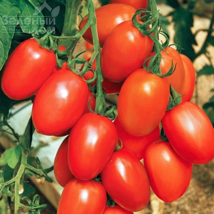 Де барао красный / De barao krasnyi фото 1