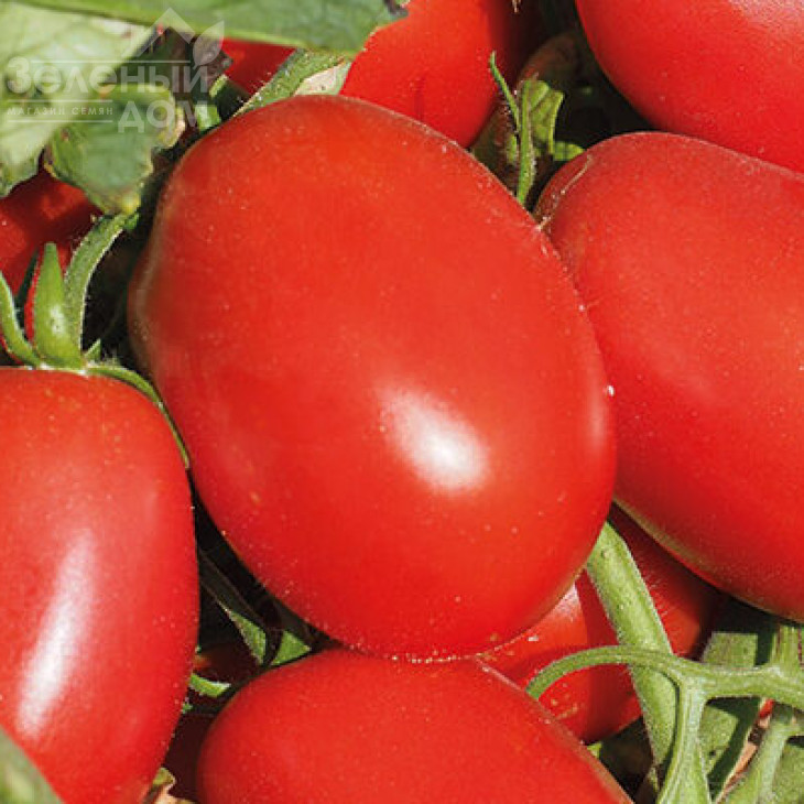 Еванс (INX 36-2019) F1 / Evans (INX 36-2019) F1,92-94 дні фото 1