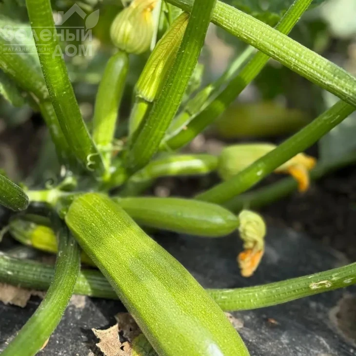 Фенси F1 / Fensy F1 фото 1