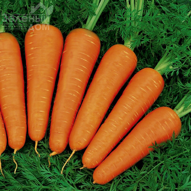 Ред Кор / Red Cor, 100-110 днів фото 1