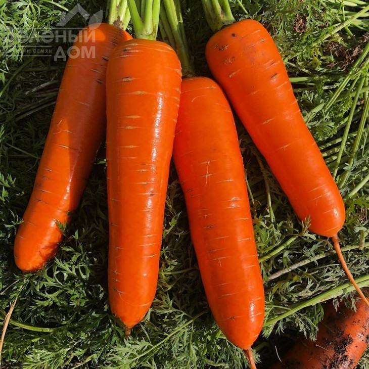 Йорк F1 / York F1, 95 днів фото 2