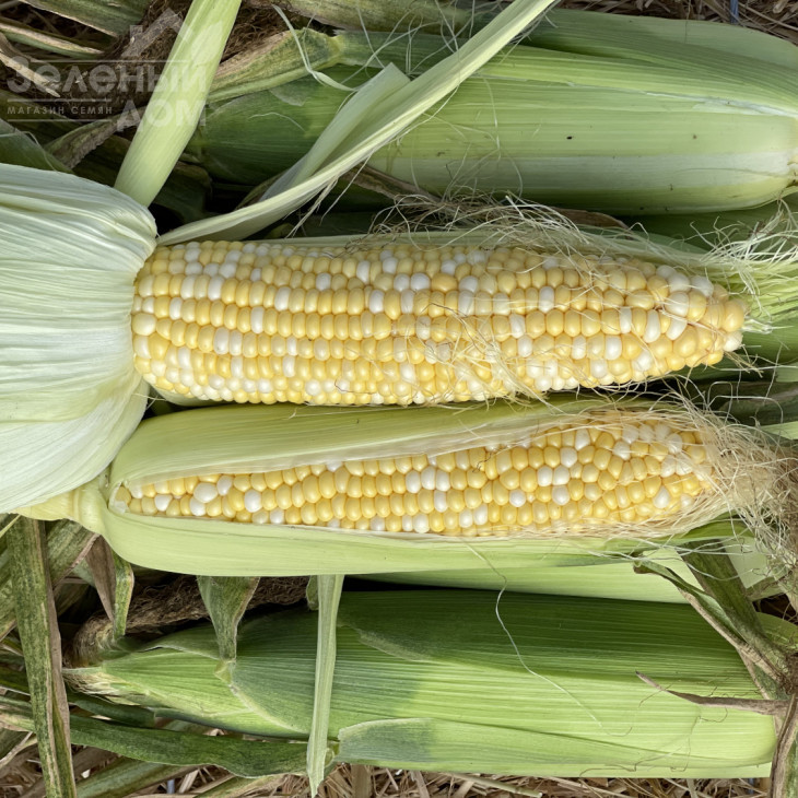 БСС 1075 F1 / BSS 1075 F1, 75-77 днів фото 1