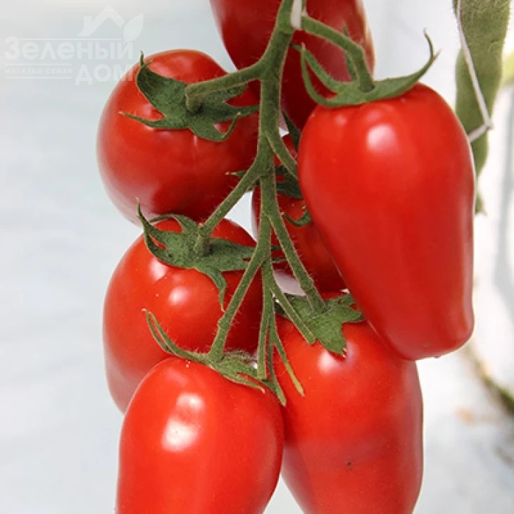 Айдар F1 / Ajdar F1,70-75 дней фото 1