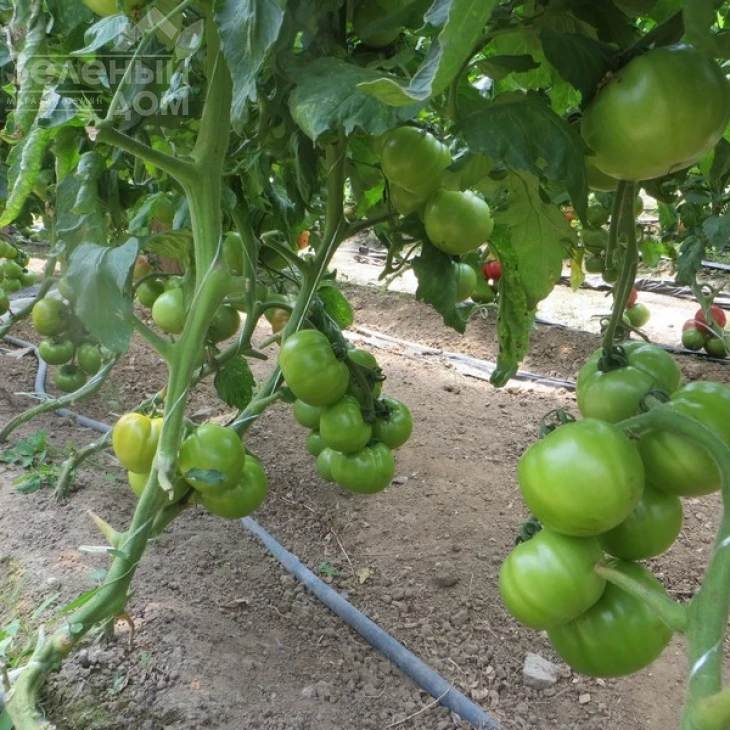 Ханни Мун F1 / Hanni Mun F1,65 дней фото 2