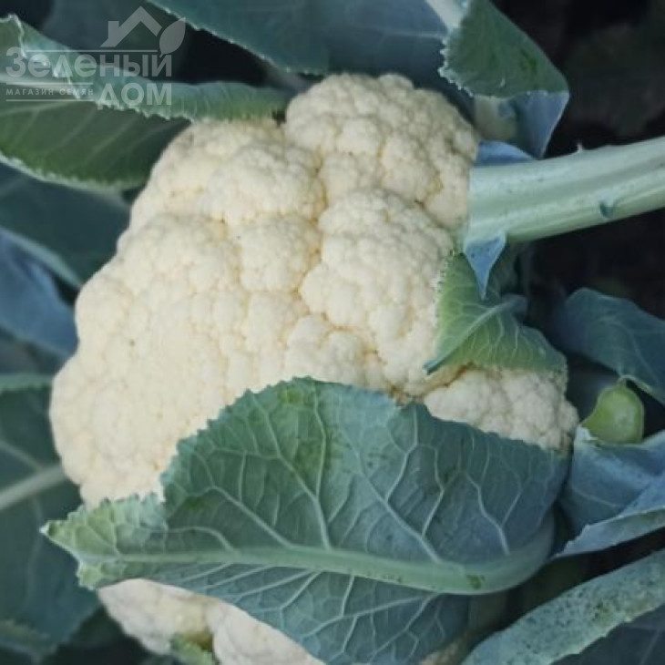 Панна F1 / Panna F1, 65-75 днів фото 1