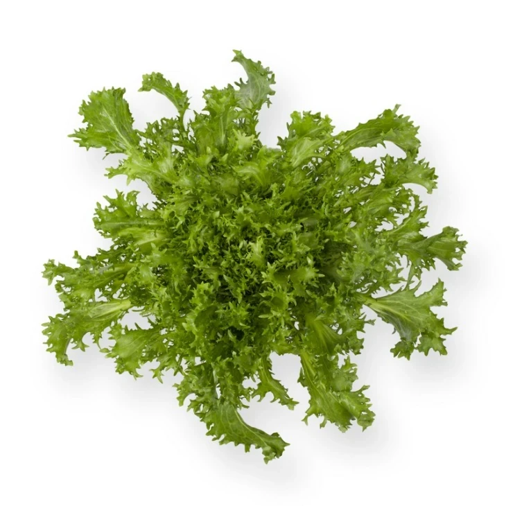 Сигал / Cigal фото 1