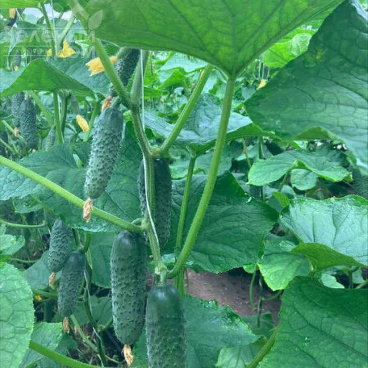 Эльвинара F1 / Elvinara F1 фото 3