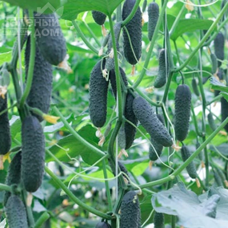 Гуннар F1 / Gunnar F1,35-40 дней фото 2