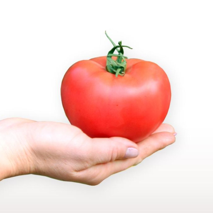 Пінкі Фавор F1 / Pinky Favor F1 фото 4