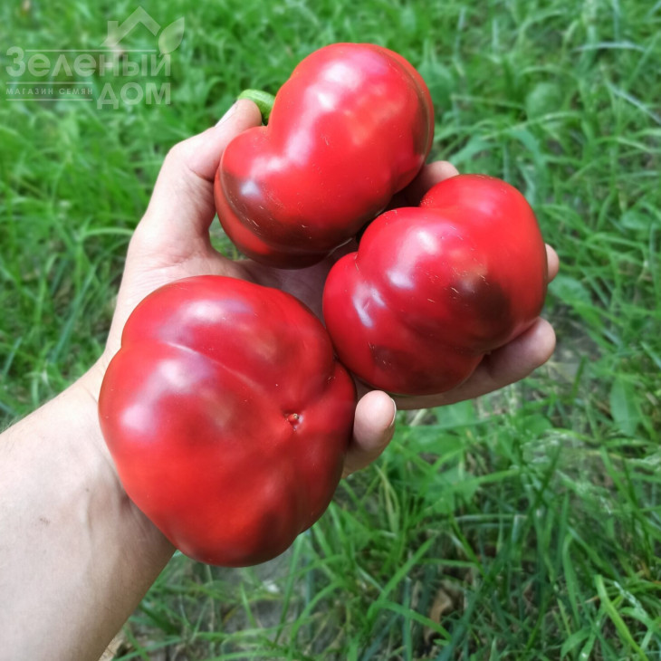 Вераче F1  (П 16262) / Verache F1 (Р 16262)  фото 2