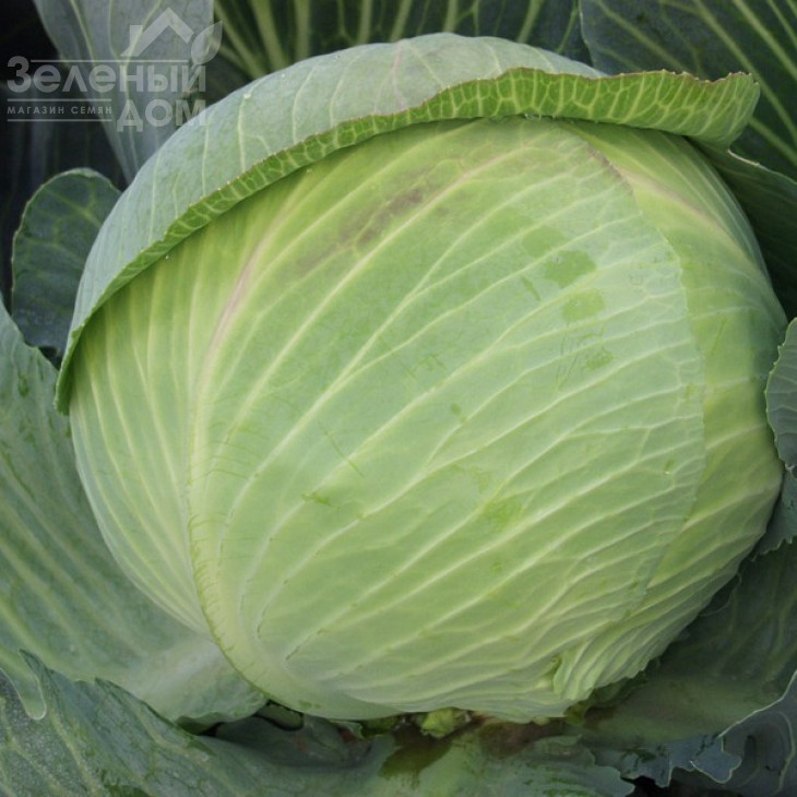 Гігант F1 / Gigant F1,110-120 днів фото 1