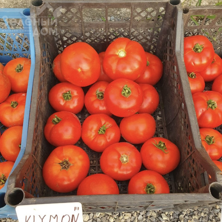 Клімон F1 / Klimon F1, 67-72 днів фото 5