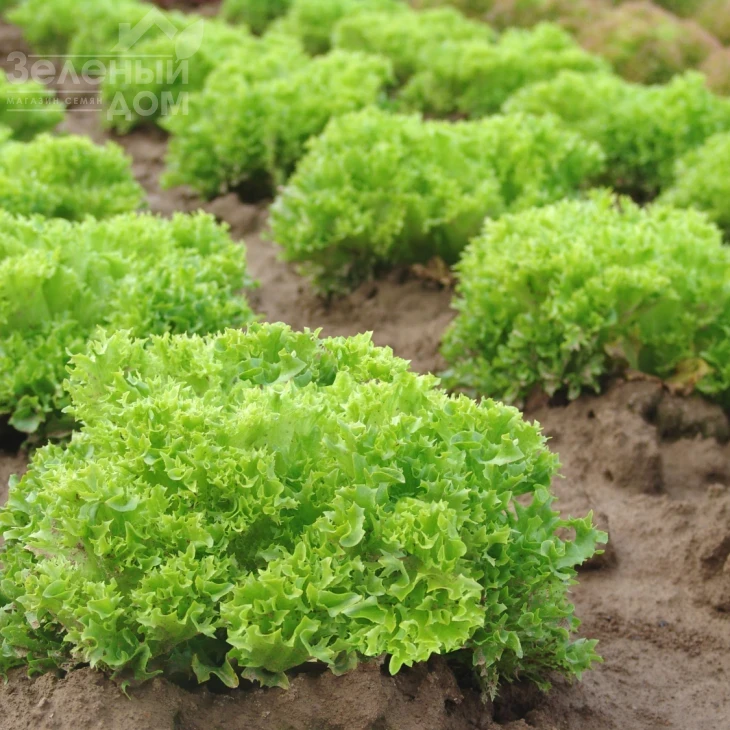 Рекорд / Record фото 1