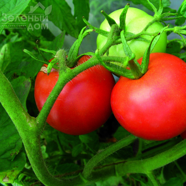 Куманьок F1 / Kumanek F1, 90-95 днів фото 1