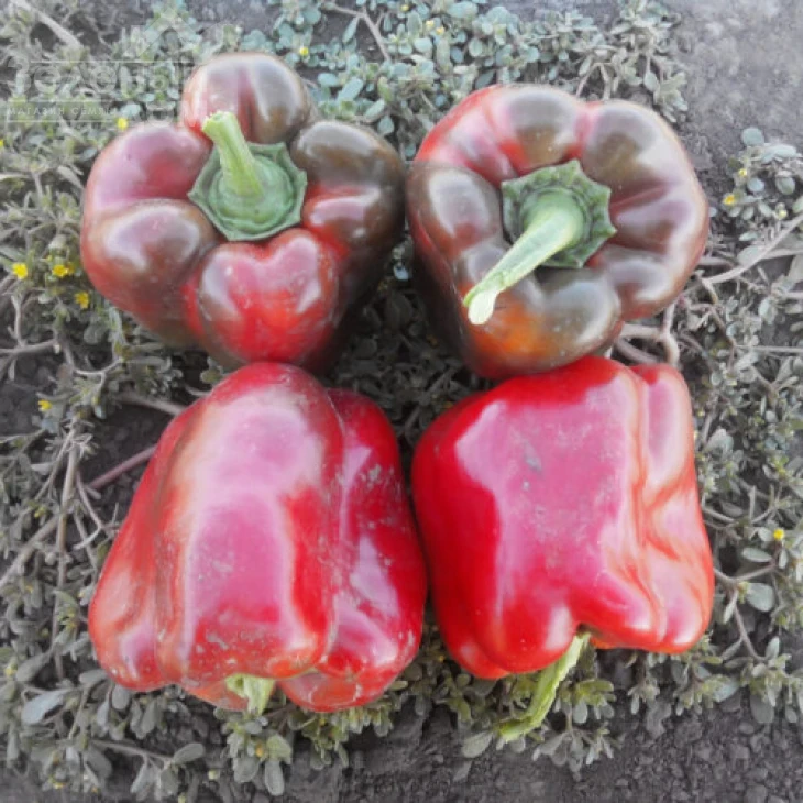 Трик F1 / Trik F1,80 дней фото 1