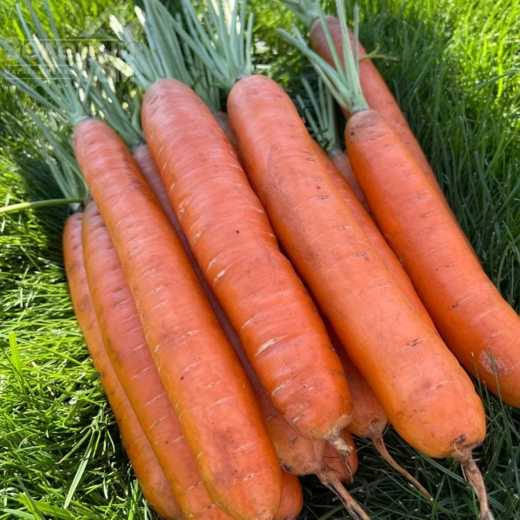 Каданс F1 / Kadans F1,135 дней фото 5