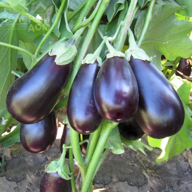 Прадо F1 / Prado F1,90-100 дней фото 1