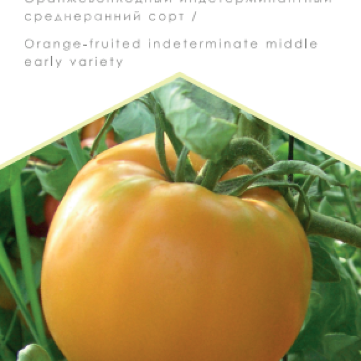 Алтайський помаранчевий / Altaysʹkyy pomaranchevyy, 110-115 днів фото 1