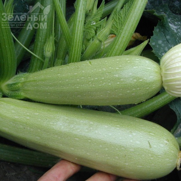 Алія F1 / Alija F1,40-45 днів фото 1