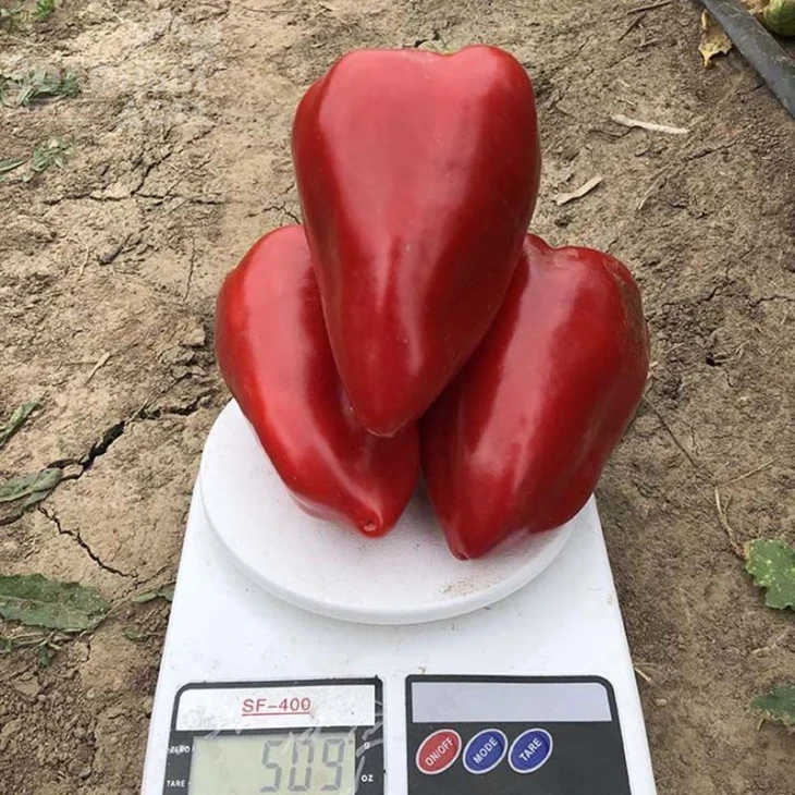 Кольт F1 / Kolt F1,50-55 дней  фото 4