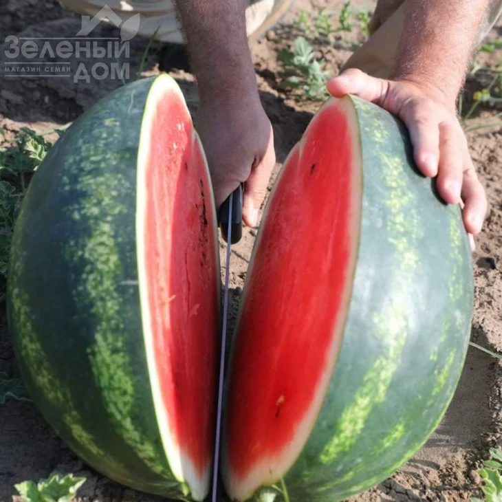 Барака F1 / Baraka F1, 62-64 дня фото 3