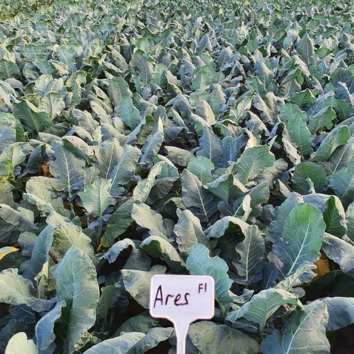 Арес F1 / Ares F1, 60-70 днів фото 2