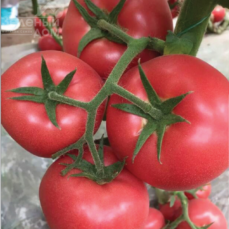 Ризотта F1 / Rizzota F1 фото 1