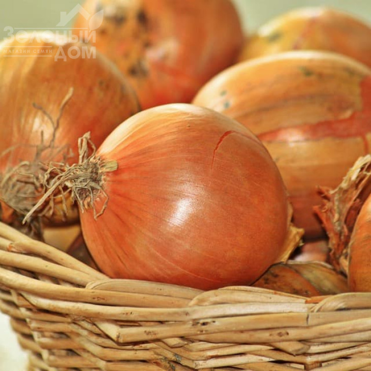 Вольф F1 / Wolf F1,260-280 днів фото 2