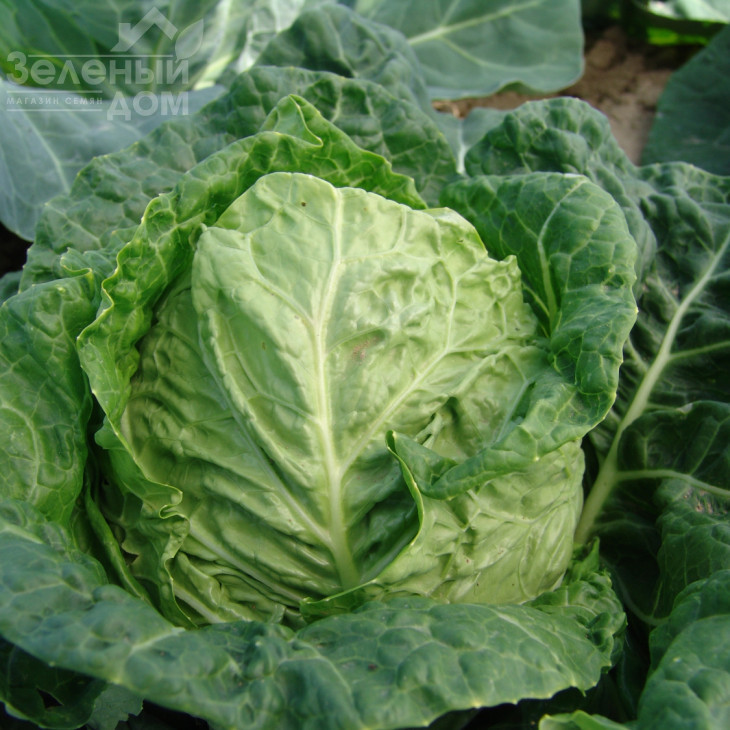 Рана Жлута / Rana Zluta,70-75 днів  фото 1