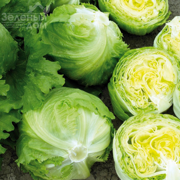 Експрешіон / Expression фото 3