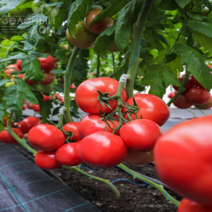 Наргіза F1 / Nargiza F1 фото 1