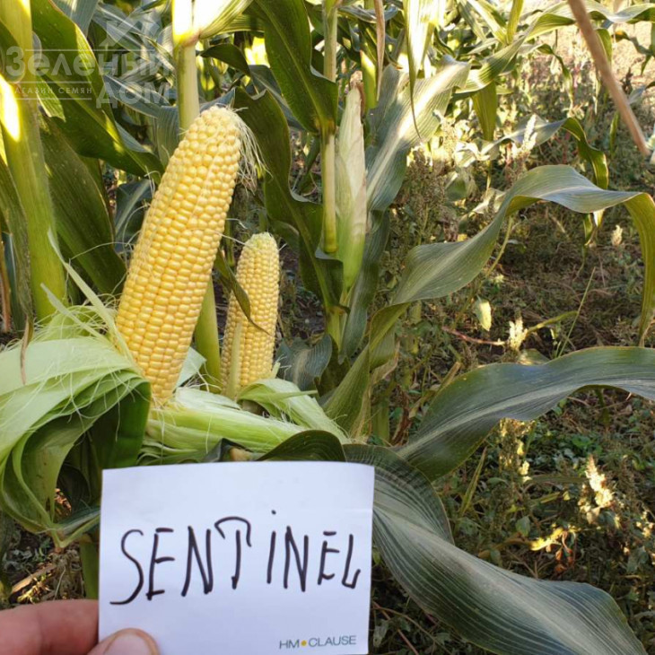 Сентінель F1 / Sentynel F1,73-75 днів фото 2