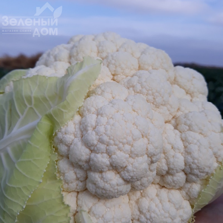 Ардент F1 / Ardent F1,80-85 днів фото 3