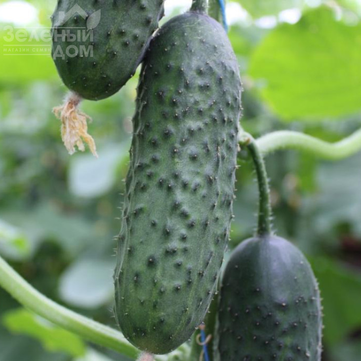 СВ 3506 CV F1 / SV 3506 CV F1,40-45 днів фото 5