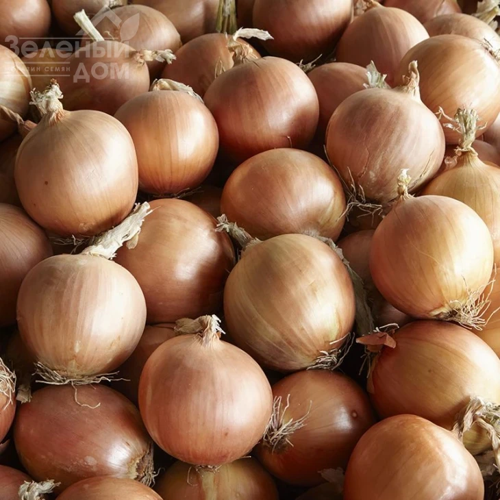 Диско F1 / Disco F1,110-115 дней фото 1