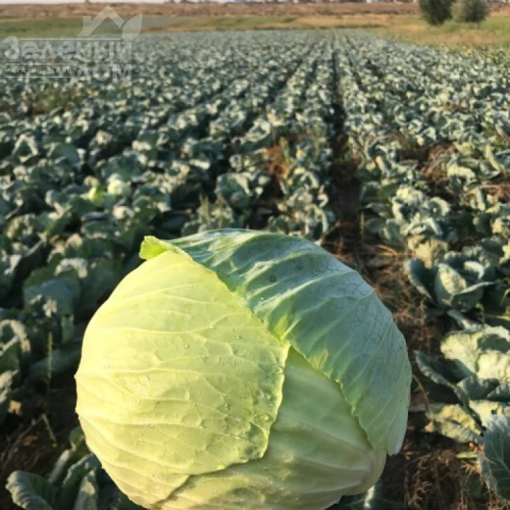 Саксесор F1 / Saksesor F1,110-115 дней фото 4