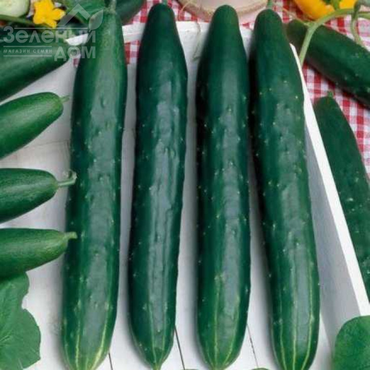 Авантгард F1 / Avantgard F1,45-50 днів фото 1